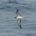 Cory's Shearwater